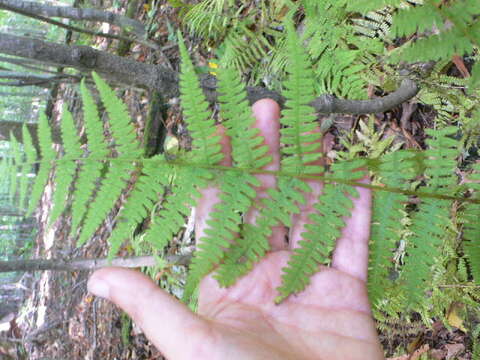 Image of New York Fern