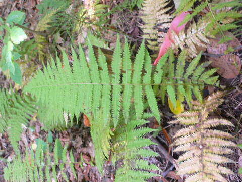 Image of New York Fern