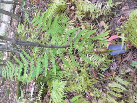 Image of New York Fern