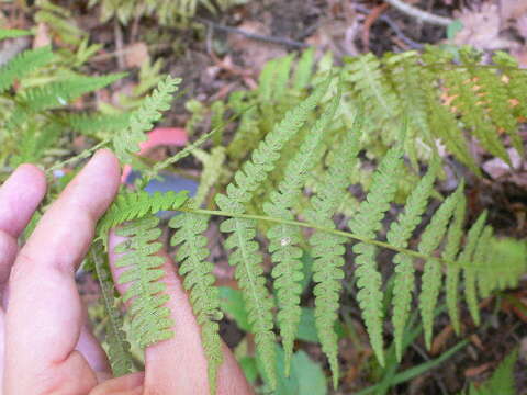 Image of New York Fern