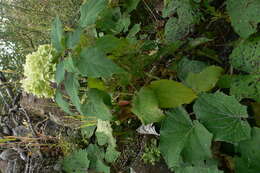 Image of wild hydrangea