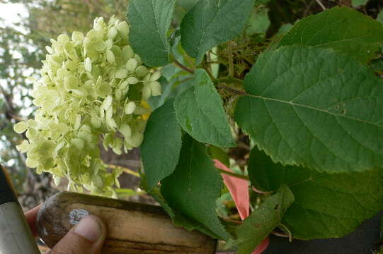 Image of wild hydrangea