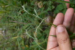 Plancia ëd Muhlenbergia mexicana (L.) Trin.