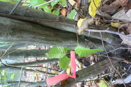 Image of American hornbeam