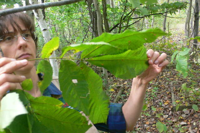 Image of bitternut hickory