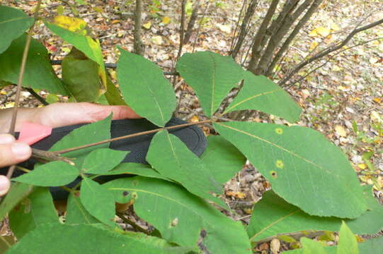 Image of shagbark hickory