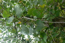 Image of eastern cottonwood