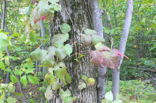 Image of eastern poison ivy