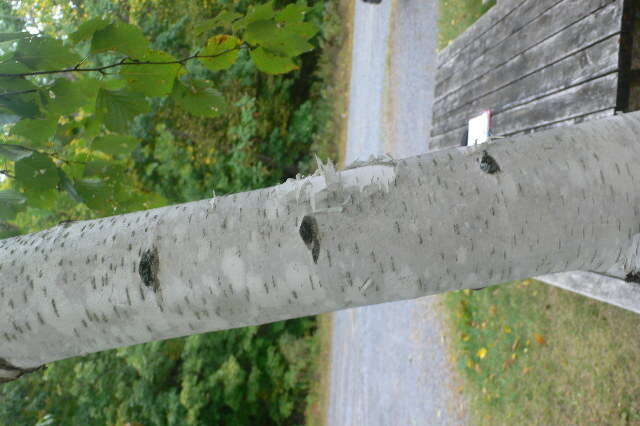 Image of paper birch