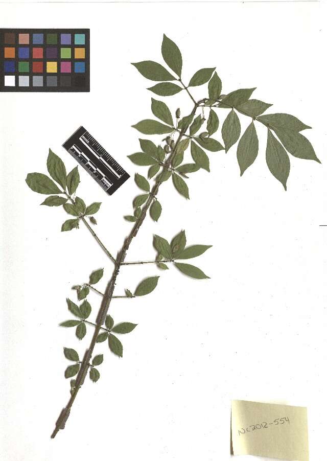 Imagem de Euonymus alatus (Thunb.) Siebold