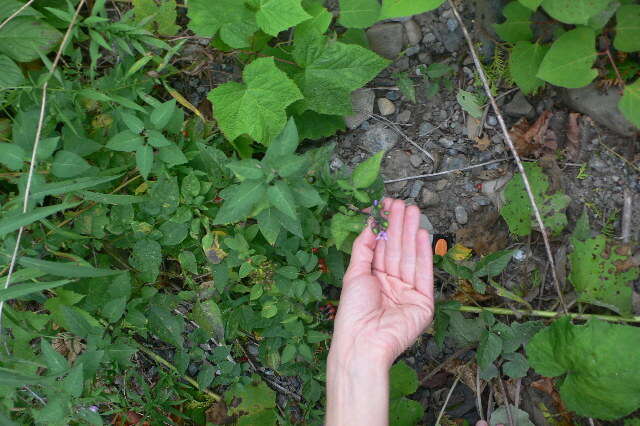 Image of bittersweet, woody nightshade