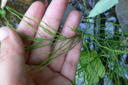 Image of field horsetail