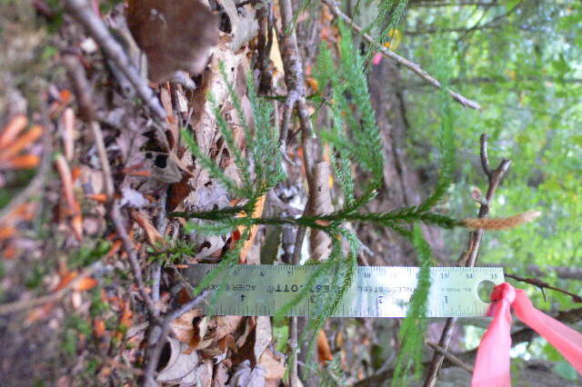 Imagem de Dendrolycopodium obscurum (L.) A. Haines