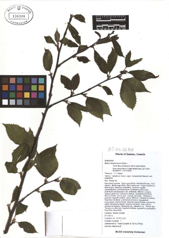 Image of Gray birch