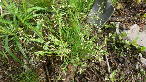 Image of Annual Meadow Grass