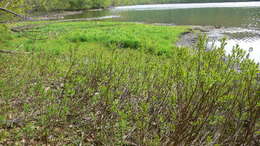 Image of Bog-myrtle