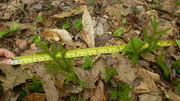 Image of Stag's-horn Clubmoss