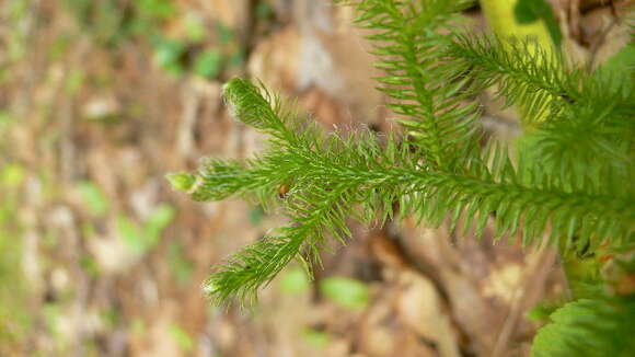 Image of Stag's-horn Clubmoss