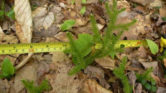 Image of Stag's-horn Clubmoss