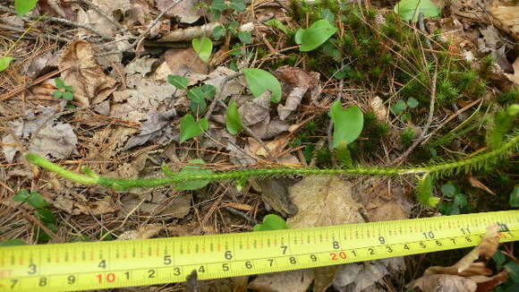 Image of Stag's-horn Clubmoss