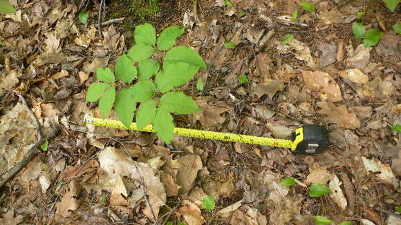 Image of wild sarsaparilla