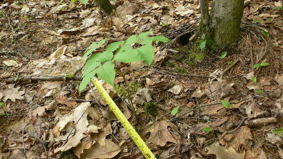 Image of wild sarsaparilla