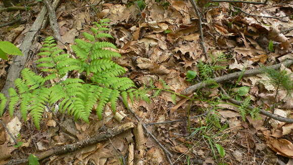 Image of Bracken