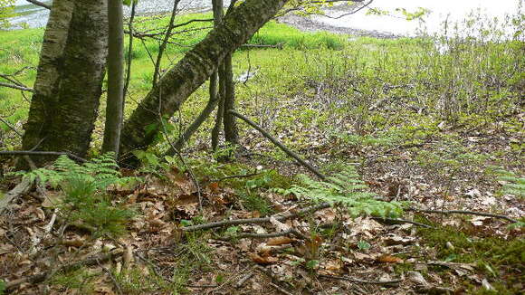 Image of Bracken