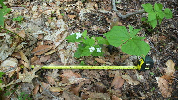 Imagem de Viola canadensis L.