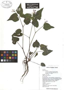 Image of Canadian white violet