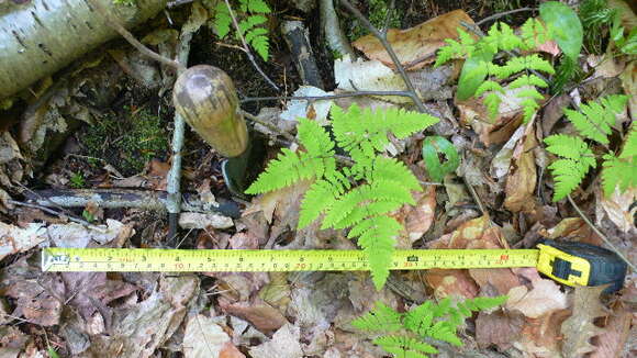 Image of Gymnocarpium dryopteris