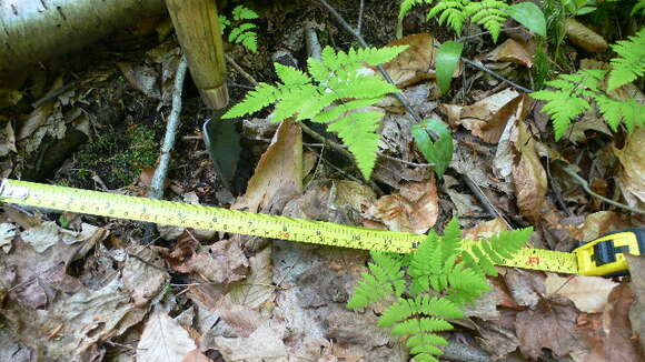 Image of Gymnocarpium dryopteris