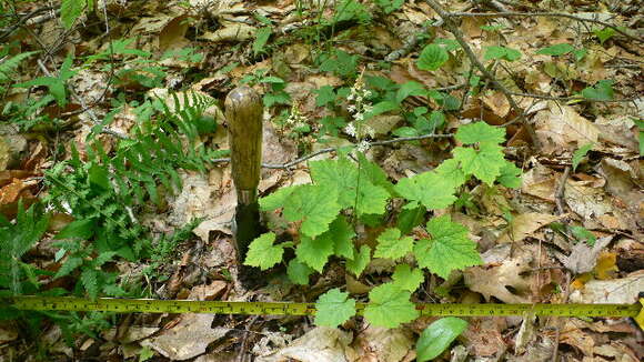 Image of Heartleaved foamflower