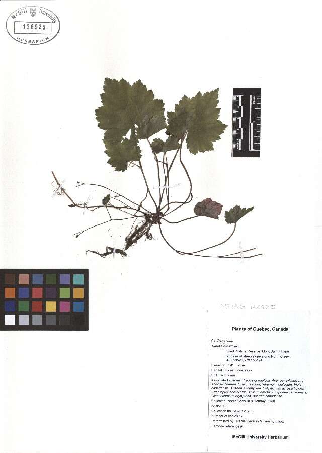 Image of Heartleaved foamflower