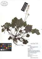 Tiarella cordifolia L. resmi