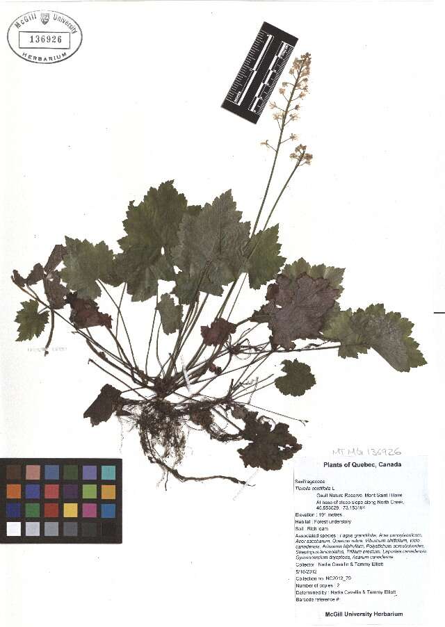 Image of Heartleaved foamflower