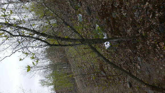 Image of Ontario Balsam Poplar