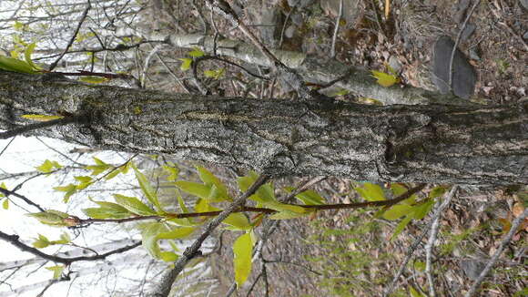 Image of Ontario Balsam Poplar