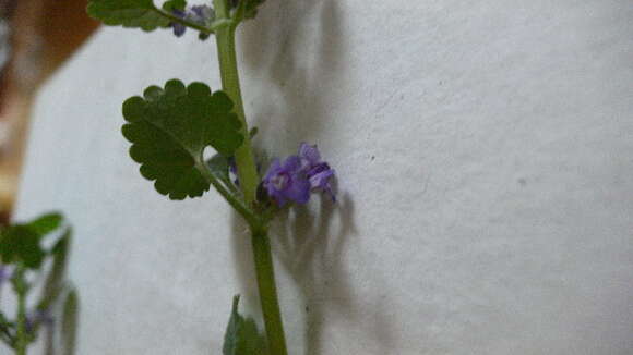 Image of Ground ivy