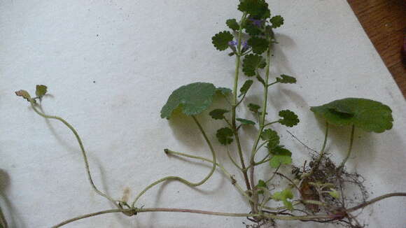 Image of Ground ivy