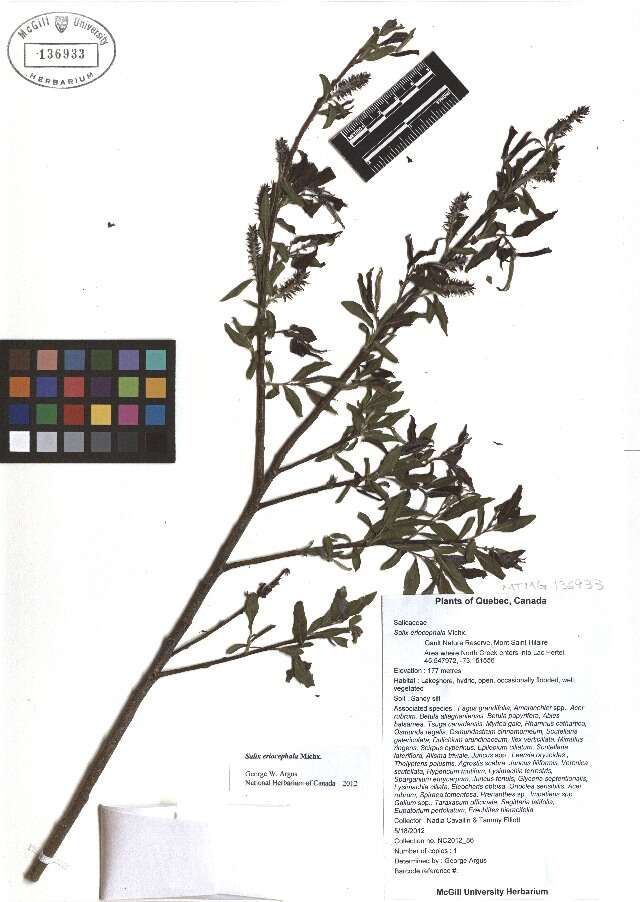 Imagem de Salix eriocephala Michx.