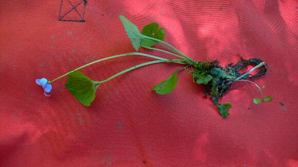 Image of Marsh Blue Violet