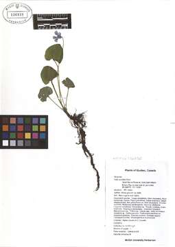 Image of violet