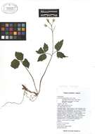 Слика од Cardamine diphylla (Michx.) A. W. Wood