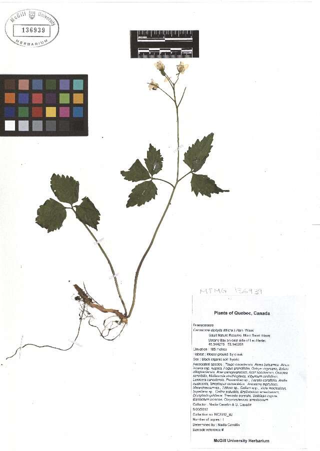 Слика од Cardamine diphylla (Michx.) A. W. Wood