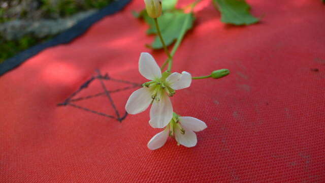 Image of dwarf red blackberry