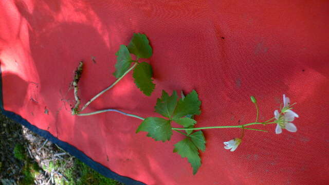 Image of dwarf red blackberry