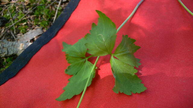 Image of dwarf red blackberry