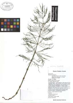 Слика од Equisetum sylvaticum L.