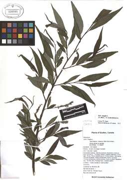 Image of Salix × fragilis